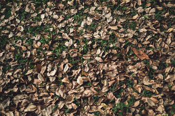 Dry leaves fall on the grass field