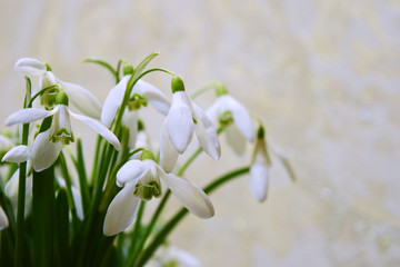 Snowdrops - spring primroses