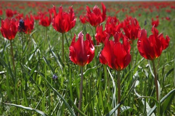 Field of poppies close up.oltu/erzurum/turkey