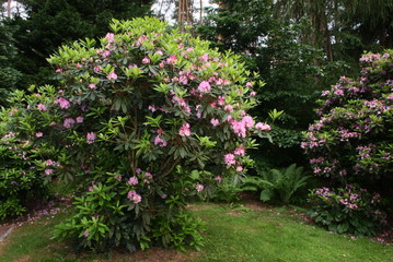 Fototapeta na wymiar rhododendron