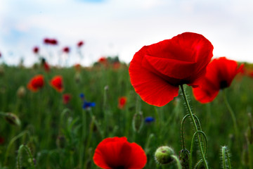 Obraz premium red poppy on the meadow