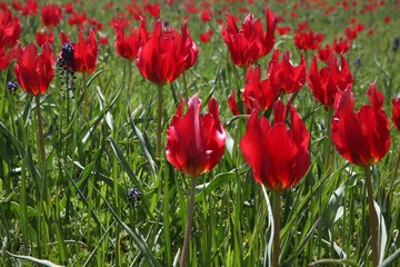 Fototapeta premium Field of poppies close up.oltu/erzurum/turkey
