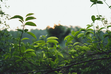 Tea leaves Tea leaves in nature Deep green 