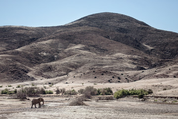 Desert Elephant bull