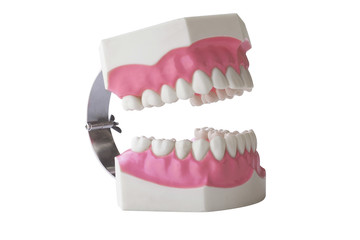 Dentures Dental Teeth Model Clear Gum For Medical Science