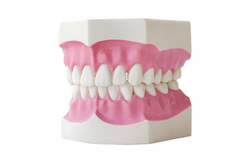 Dentures Dental Teeth Model Clear Gum  For Medical Science