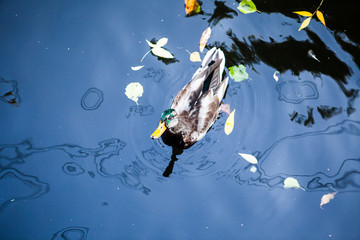 duck in the pond