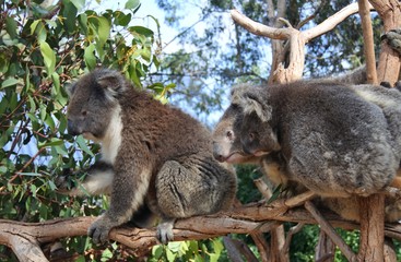Koalas mit Nachwuchs im Baum in Australien