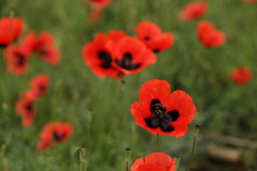 Fototapeta premium Field of poppies close up.oltu/erzurum/turkey