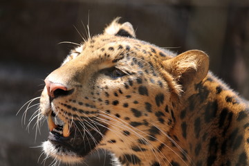 Amur leopard