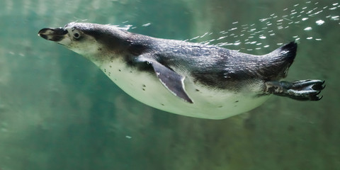 A clever penguin swims in turquoise water with a lot of bubbles, an © Mikhail Semenov
