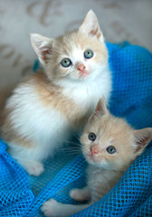 portrait of cute fluffy kitten