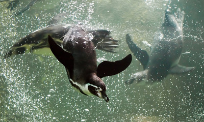 Many (several, three) penguins swim swiftly and deftly in the water (sea). A clever penguin swims in turquoise water with a lot of bubbles, an