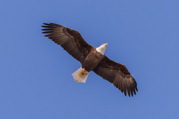 American Bald Eagle in Flight Against a Clear Blue Sky