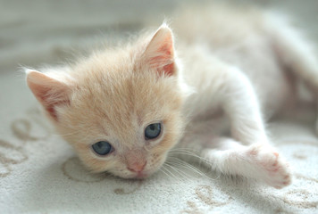 portrait of cute fluffy kitten