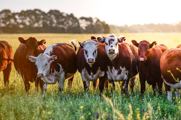 Cows at sunset in La Pampa, Argentina
