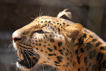 Amur leopard