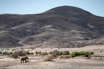 Desert Elephant bull