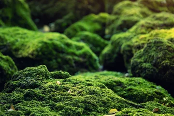 Fotobehang Macrofotografie Mooi heldergroen mos dat volwassen is geworden, bedekt de ruwe stenen en op de vloer in het bos. Weergeven met macroweergave. Rotsen vol met de mostextuur in de natuur voor behang.