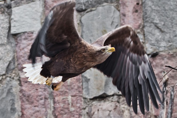 White-tailed eagle flies widely spreading its wings against the background of rocky