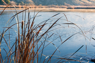 Fototapeta premium Cañaverales en el Mar de Ontigola. Aranjuez. Madrid. España. Europa.
