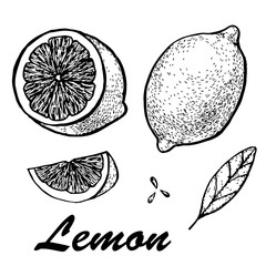 Hand drawn illustration of lemon. Detailed citrus drawing. illustration with sketch fruit