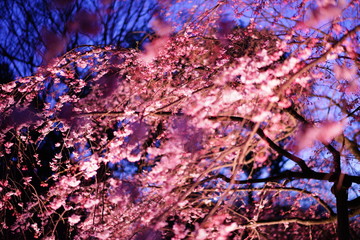 桜のライトアップ