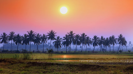 Coconut trees and reflection in southern India state Andhra pradesh