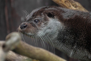 Otter muzzle in profile. The muzzle of a river animal is a furry predatory animal with beautiful fur, eyes of a button,