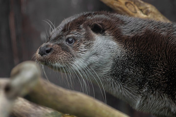 Otter muzzle in profile. The muzzle of a river animal is a furry predatory animal with beautiful...