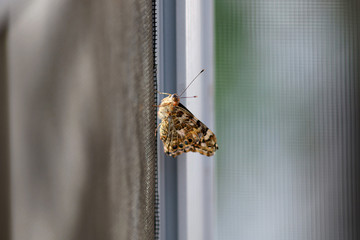 Close up shot of moth on the mesh
