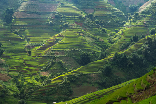 Rice fields on terraced of Mu Cang Chai, YenBai, Vietnam