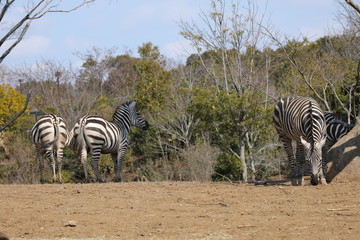 zebra