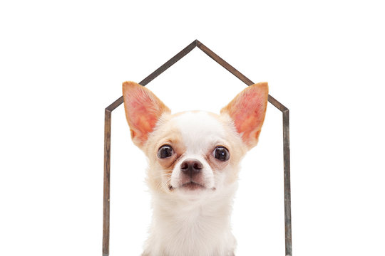 Chihuahua little dog under house shaped wooden sticks isolated on white background