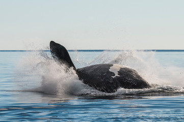 Fototapeta premium Whale jumping in Peninsula Valdes,Puerto Madryn, Patagonia, Argentina