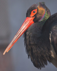 head with a red beak of a black stork close up., a  bird with a beautiful iridescent plumage.