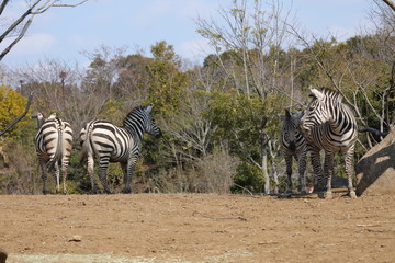 zebra