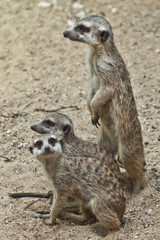 watchful meerkat guards his friends, small  little animals, meerkat Timon.