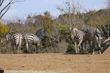 zebra