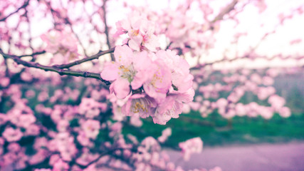 cherry blossom on background of blue sky