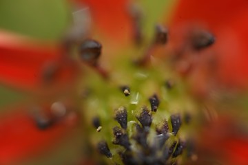Field of poppies close up.oltu/erzurum/turkey
