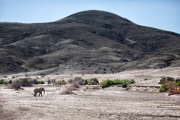Desert Elephant bull