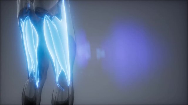 thigh muscles - Visible muscle anatomy map