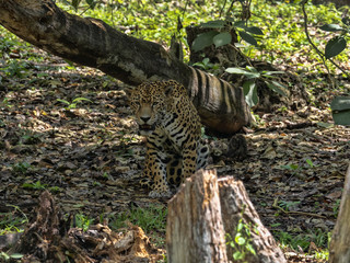 Naklejka na ściany i meble Jaguar, Panthera onca, is the largest American feline, Guatemala