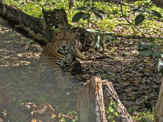 Jaguar, Panthera onca, is the largest American feline, Guatemala