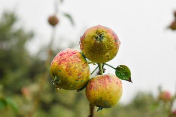 Apples on a tree