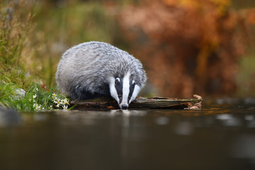 European badger drinking © PetrDolejsek