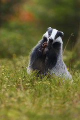 European badger standing eating in heather © PetrDolejsek