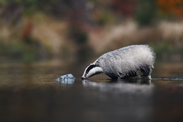 European badger drinking © PetrDolejsek