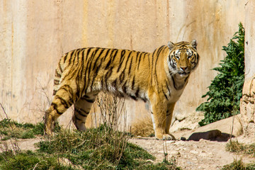 A bengal tiger standing on the grass